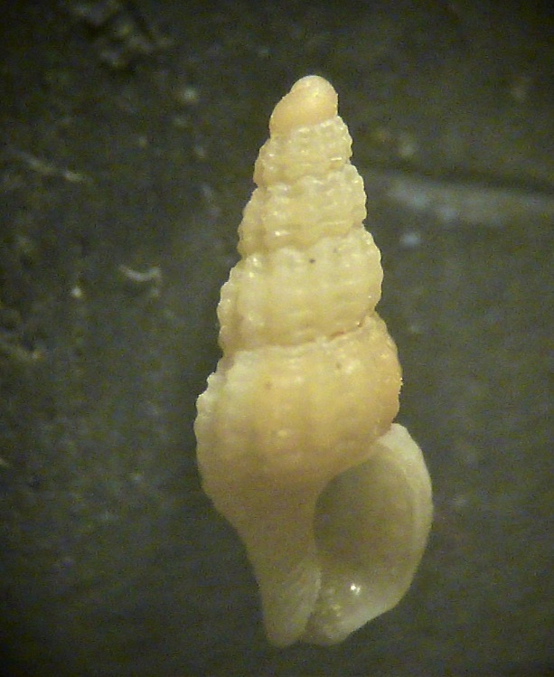 Chauvetia turritellata?